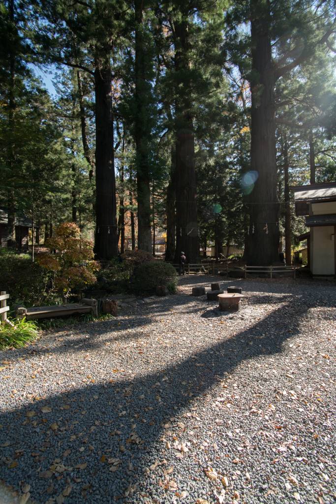 河口湖　浅間神社　御神木3