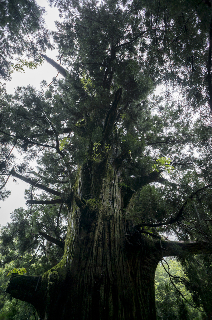笹子峠　矢立の杉1