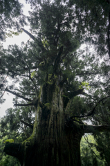 笹子峠　矢立の杉1