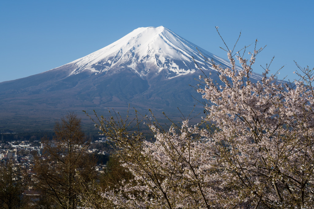 富士山と桜6