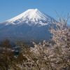 富士山と桜6