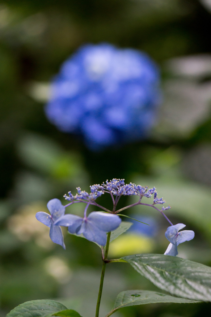 紫陽花1
