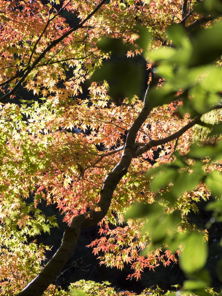 紅葉1　モミジ