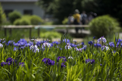花菖蒲・吹上しょうぶ公園