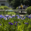 花菖蒲・吹上しょうぶ公園