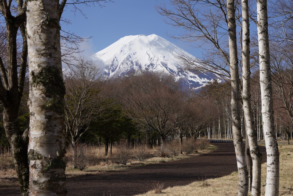 富士山　白樺