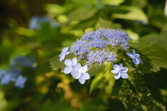 高幡不動の紫陽花8