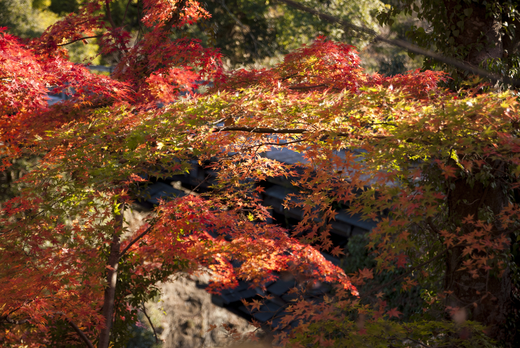 猿橋・紅葉・モミジ