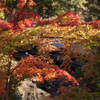 猿橋・紅葉・モミジ