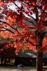 紅葉2