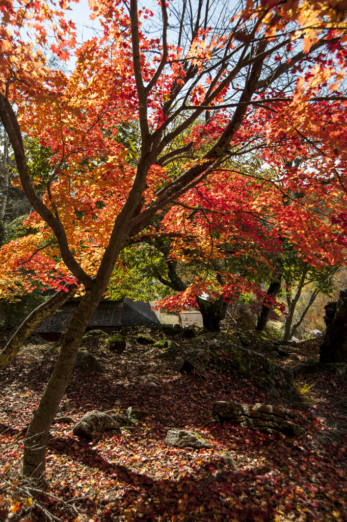 天目山　栖雲寺　紅葉4