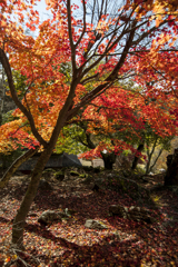 天目山　栖雲寺　紅葉4