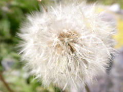 綿毛