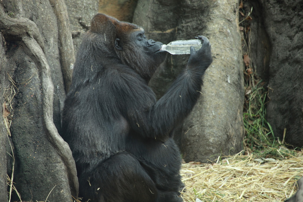 新春上野動物園２