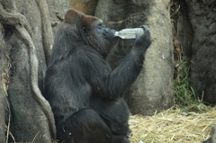 新春上野動物園２