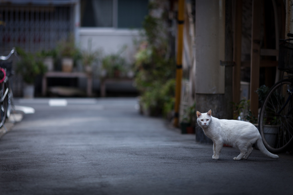 美しき下町