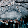 墨堤の春