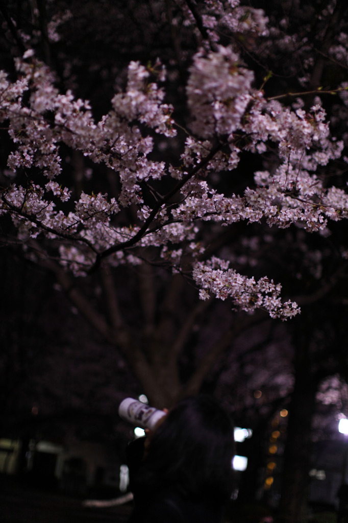 浅い夜桜