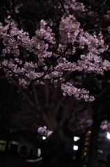 浅い夜桜