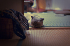 顔だけでも