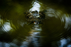 Turtle　Hurricane