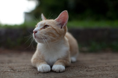 海の猫