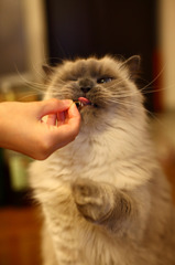 好物