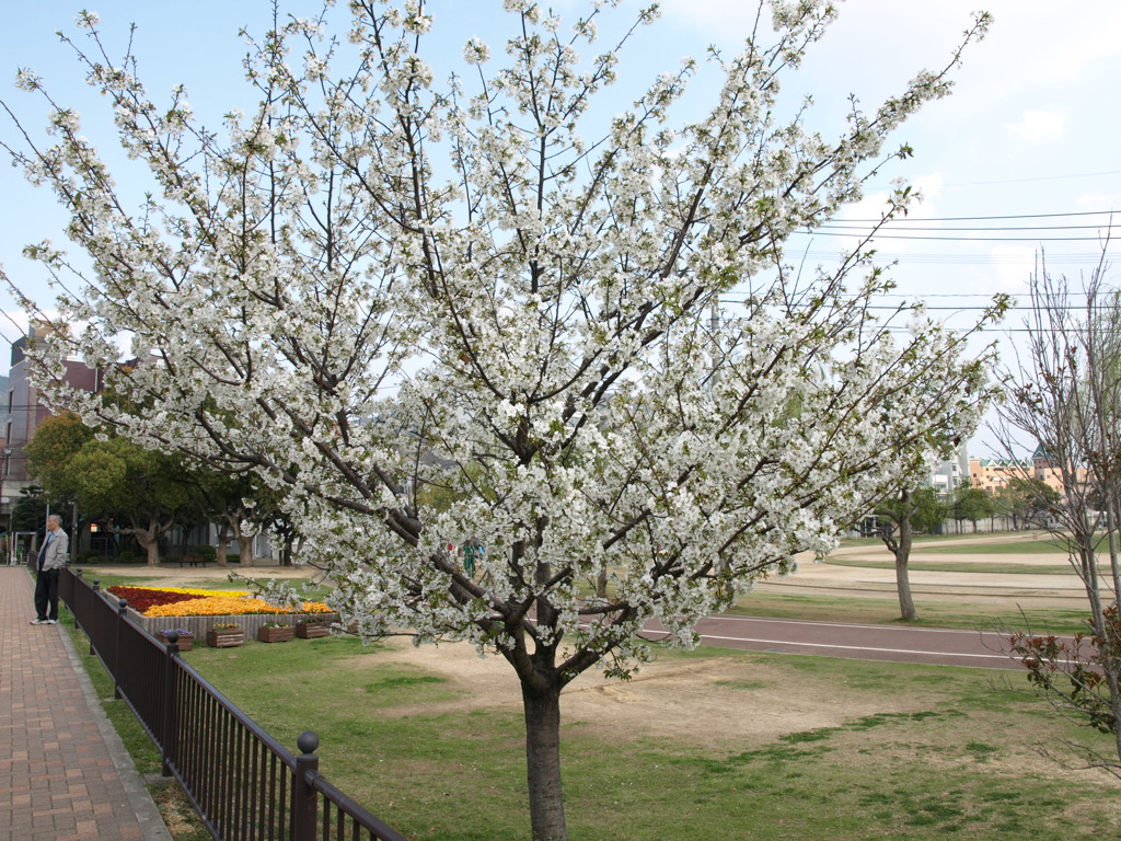 桜