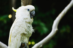 cockatoo_02