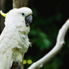 cockatoo_02