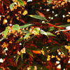 _DSC0927
