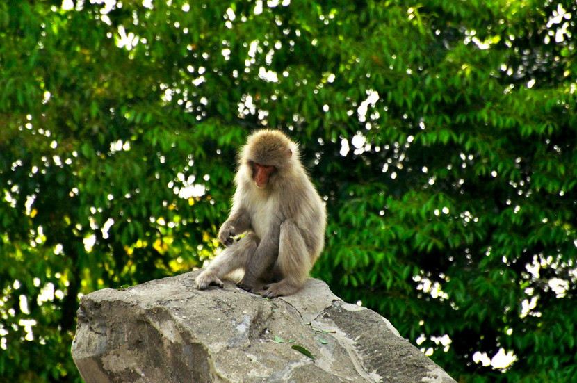 Monkey