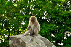 Monkey