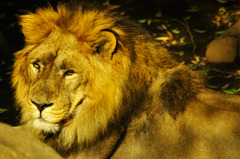 lion_01