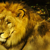 lion_01