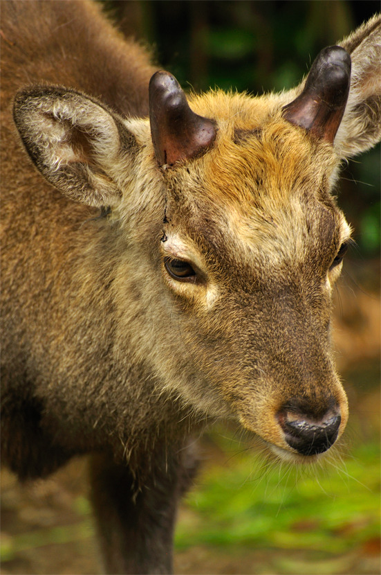 deer_04