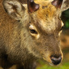 deer_04