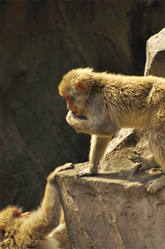 childMonkey_06