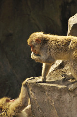 childMonkey_06