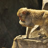 childMonkey_06