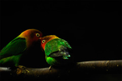 parrots_01