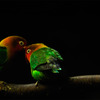 parrots_01