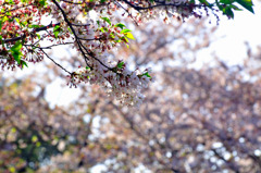 2011-cherrybrossam02 Ueno