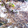 2011-cherrybrossam02 Ueno