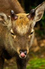 deer_03