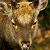 deer_03