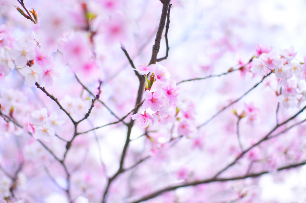 溶ける桜 02