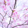 溶ける桜 02