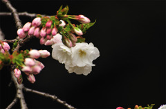 開花 2010