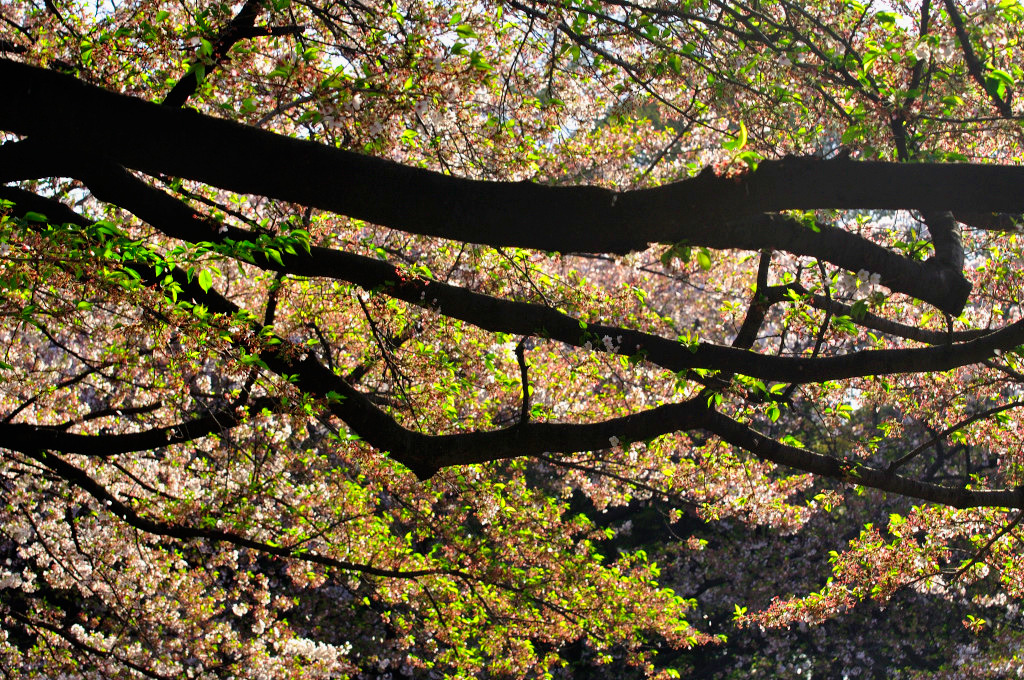2011-cherrybrossam03 Ueno